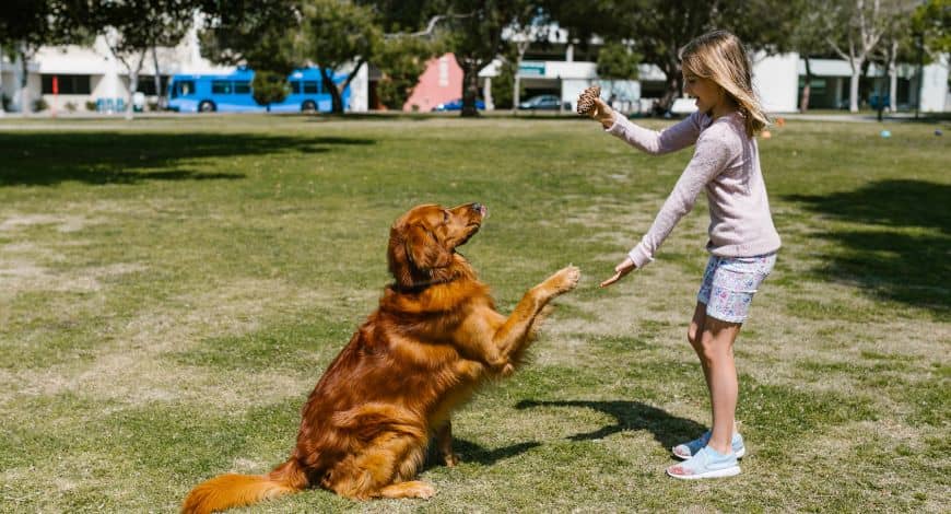 Cómo enseñar a un perro a dar la pata: guía completa